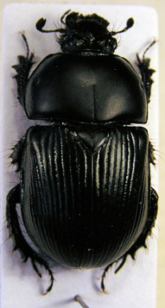 Geotrupes folwarcznyi Červenka, 2001 (Geotrupidae)